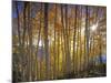 Aspen Grove, Gunnison National Forest, Colorado, USA-Charles Gurche-Mounted Photographic Print