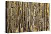 Aspen Grove I-Larry Malvin-Stretched Canvas