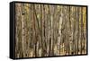 Aspen Grove I-Larry Malvin-Framed Stretched Canvas