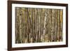 Aspen Grove I-Larry Malvin-Framed Photographic Print