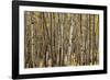 Aspen Grove I-Larry Malvin-Framed Photographic Print