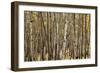 Aspen Grove I-Larry Malvin-Framed Photographic Print