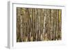 Aspen Grove I-Larry Malvin-Framed Photographic Print