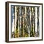 Aspen Grove I-Kathy Mansfield-Framed Photographic Print
