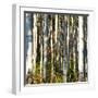 Aspen Grove I-Kathy Mansfield-Framed Photographic Print