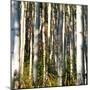 Aspen Grove I-Kathy Mansfield-Mounted Photographic Print