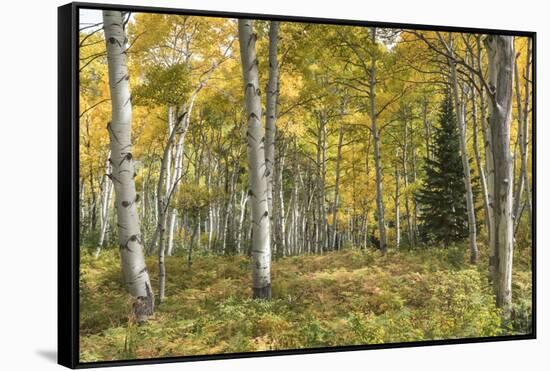 Aspen Grove I-Danny Head-Framed Stretched Canvas