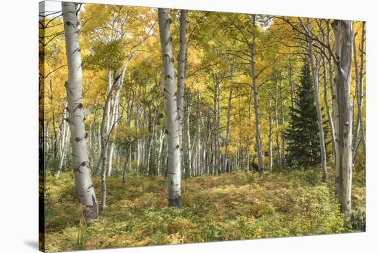 Aspen Grove I-Danny Head-Stretched Canvas