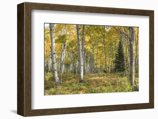 Aspen Grove I-Danny Head-Framed Photographic Print