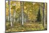 Aspen Grove I-Danny Head-Mounted Photographic Print