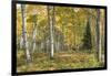 Aspen Grove I-Danny Head-Framed Photographic Print