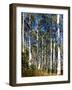 Aspen Grove II-Kathy Mansfield-Framed Photographic Print