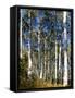 Aspen Grove II-Kathy Mansfield-Framed Stretched Canvas