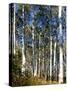 Aspen Grove II-Kathy Mansfield-Stretched Canvas