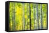 Aspen Grove in Autumn-Darrell Gulin-Framed Stretched Canvas