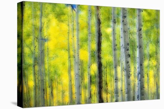 Aspen Grove in Autumn-Darrell Gulin-Stretched Canvas