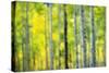 Aspen Grove in Autumn-Darrell Gulin-Stretched Canvas