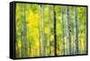 Aspen Grove in Autumn-Darrell Gulin-Framed Stretched Canvas