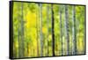 Aspen Grove in Autumn-Darrell Gulin-Framed Stretched Canvas