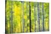Aspen Grove in Autumn-Darrell Gulin-Stretched Canvas
