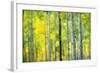 Aspen Grove in Autumn-Darrell Gulin-Framed Photographic Print