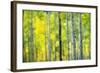 Aspen Grove in Autumn-Darrell Gulin-Framed Photographic Print