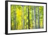 Aspen Grove in Autumn-Darrell Gulin-Framed Photographic Print