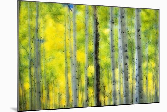 Aspen Grove in Autumn-Darrell Gulin-Mounted Photographic Print