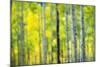 Aspen Grove in Autumn-Darrell Gulin-Mounted Photographic Print