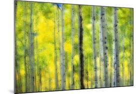 Aspen Grove in Autumn-Darrell Gulin-Mounted Photographic Print