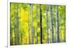 Aspen Grove in Autumn-Darrell Gulin-Framed Photographic Print