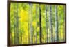 Aspen Grove in Autumn-Darrell Gulin-Framed Photographic Print