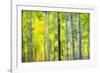 Aspen Grove in Autumn-Darrell Gulin-Framed Photographic Print