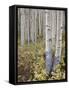 Aspen Grove in Early Fall, White River National Forest, Colorado-James Hager-Framed Stretched Canvas