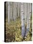 Aspen Grove in Early Fall, White River National Forest, Colorado-James Hager-Stretched Canvas