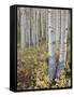 Aspen Grove in Early Fall, White River National Forest, Colorado-James Hager-Framed Stretched Canvas