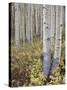 Aspen Grove in Early Fall, White River National Forest, Colorado-James Hager-Stretched Canvas