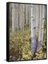 Aspen Grove in Early Fall, White River National Forest, Colorado-James Hager-Framed Stretched Canvas