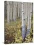 Aspen Grove in Early Fall, White River National Forest, Colorado-James Hager-Stretched Canvas