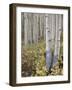 Aspen Grove in Early Fall, White River National Forest, Colorado-James Hager-Framed Photographic Print