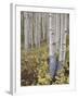 Aspen Grove in Early Fall, White River National Forest, Colorado-James Hager-Framed Photographic Print