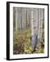 Aspen Grove in Early Fall, White River National Forest, Colorado-James Hager-Framed Photographic Print