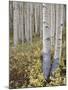 Aspen Grove in Early Fall, White River National Forest, Colorado-James Hager-Mounted Photographic Print