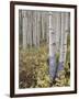 Aspen Grove in Early Fall, White River National Forest, Colorado-James Hager-Framed Photographic Print