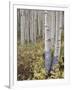 Aspen Grove in Early Fall, White River National Forest, Colorado-James Hager-Framed Photographic Print