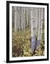 Aspen Grove in Early Fall, White River National Forest, Colorado-James Hager-Framed Photographic Print