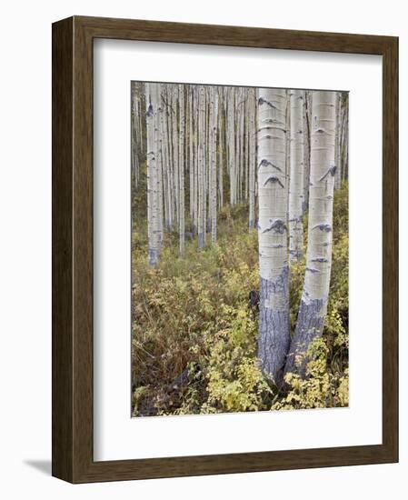 Aspen Grove in Early Fall, White River National Forest, Colorado-James Hager-Framed Photographic Print