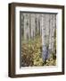 Aspen Grove in Early Fall, White River National Forest, Colorado-James Hager-Framed Photographic Print