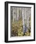 Aspen Grove in Early Fall, White River National Forest, Colorado-James Hager-Framed Photographic Print