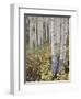 Aspen Grove in Early Fall, White River National Forest, Colorado-James Hager-Framed Photographic Print